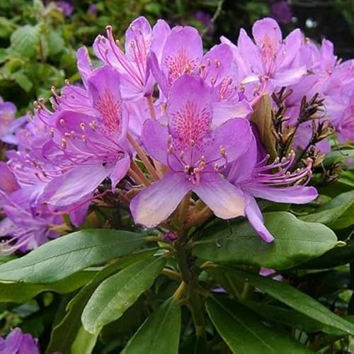 3 x Rhododendron Ponticum 40-60 cm Krukstorlek- En förtrollande buske med djuplila blommor och elegant bladverk.