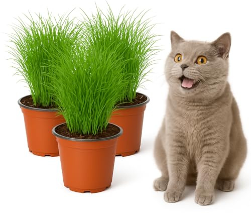 mgc24 Katzengras Cyperus zumula, echtes Zyperngras, 12-cm-Topf, 3er-Set