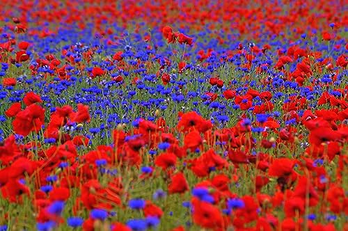 30m² Mohn & Kornblumen Samen Mix. Blumenwiese, Bienenweide, Blumenmeer in Rot Blau.