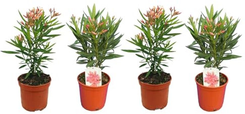 CUATRO Unidades de Nerium Oleander Natural - Adelfa - Árboles de Exterior