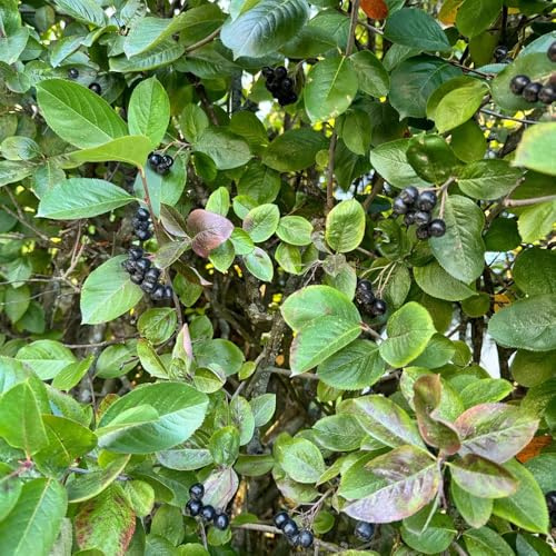 semillas de aronia melanocarpa forma de columna para balcón, decoración de sala de estar arbusto de bayas de aronia de frutas, jardín de rocas 125pcs
