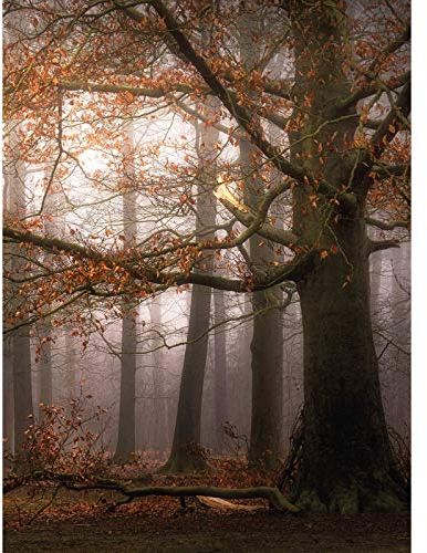 Nebelwald Fototapete in Orange Braun | 3D Herbst Tapete mit Bäumen ideal für Flur und Diele | Herbstwald Fototapete aus Vlies