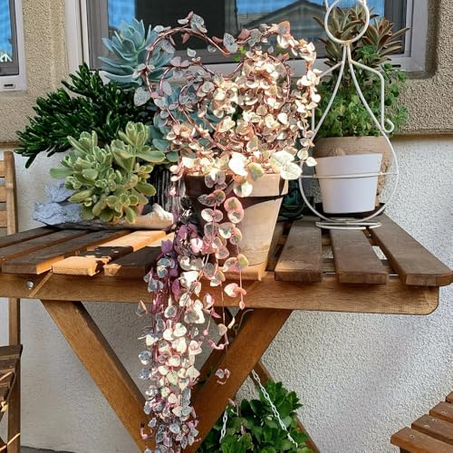 20 pcs Grünlilien Chlorophytum samen dekopflanzen topfpflanzen bonsai topf balkonpflanzen deko garten hängepflanze echt garten pflanzen balkongewächshäuser blumen garten samen anzucht