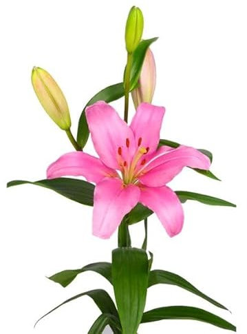 Lirio Natural Planta de Interior y Exterior Resistente y con Flores Duraderas