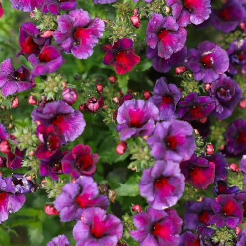 semi di specchio elfico resistenti, vecchie varietà da balcone primavera per da appartamento rialzato perenni 250pcs