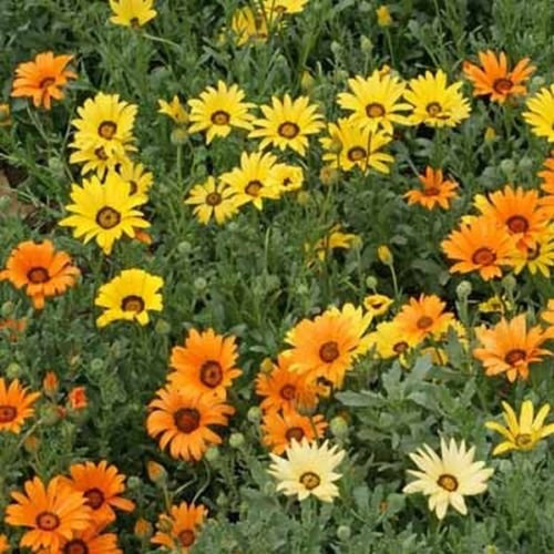 Margherita africana (Dimorphotheca aurantiaca Mix) - 100 semi
