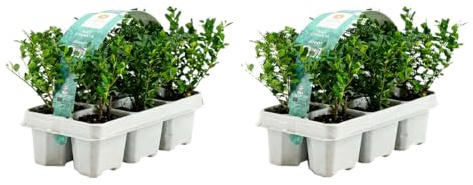 Bloomique - Set di 12 - Ilex Crenata Jenny - Agrifoglio giapponese - Gaultheria - Resistente - Compatto - Altezza 10-20 cm - Radici 6 cm
