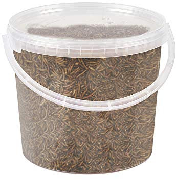 Premium Dried Mealworms, 5 Litre Tub