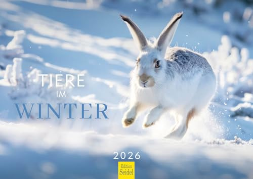 Edition Seidel Calendario premium de animales en invierno 2026, formato DIN A4, calendario de pared, calendario de animales, bosque, mapache, Capricornio, conejo, jabalí, tejón, Christian Müringer