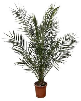 Phönix Canariensis Palmier dattier exotique pour chambre et jardin Hauteur env. 180 cm Ø 24 cm