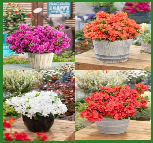 4 X Dwarf Japanese Azalea Collection | Mix Pack | Evergreen Shrubs | Outdoor Plants | Spring Flowering | Larger 2ltr Pots
