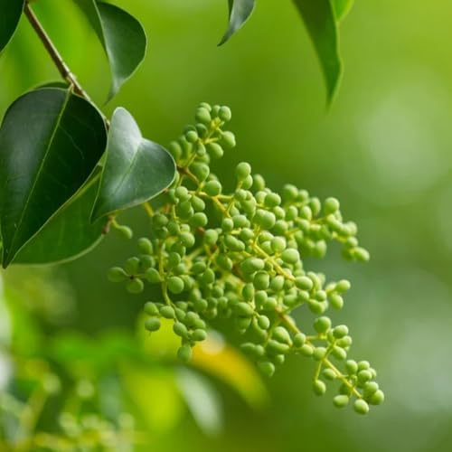 semillas de aligustre, resistentes para jardín seto aligustre exóticas resistentes balcón, arbustos decorativos perennes 400pcs