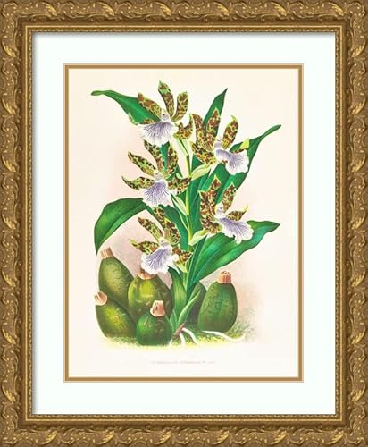 ArtDirect Jean Jules Linden 15x18 Gold Ornate Frame and Double Matted Museum Art Print Titled - Zygopetalum Intermediate (1885-1906)
