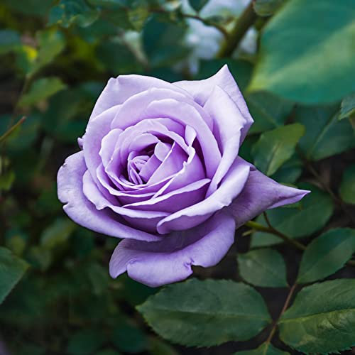 rosen pflanzen kletterrosen winterhart mehrjährig duftend mehrfach blühend blumensamen kletterpflanzen stammrosen rosen deko blumen geschenk bonsai samen gartenpflanzen 50 Stück Lila Rose Samen