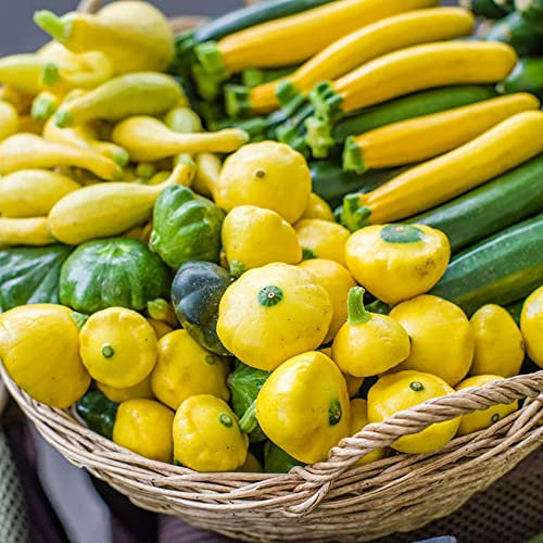 Zucchini Samen Mix GemüSesamen Balkon GemüSe Zuchini Saat WintergemüSe Samen Alte Sorten Garten Winterharte Pflanzen Nachhaltige Geschenke Bodendecker Saat Zimmerpflanzen Samen 120 Zucchinisamen