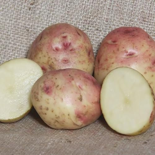 20x Certified Seed Potatoes - Choose from Over 40 Varieties!, Cara, Maincrop