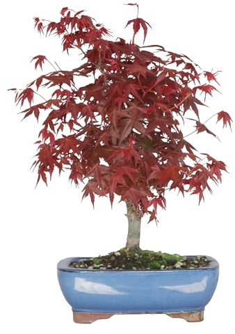 KENTIS - Bonsai Acero Rosso Originale Giapponese - Acer Palmatum Deshojo del Giappone - Piante Vere da Esterno - Pianta Made in Japan - H 40-50 cm Vaso Ø 21,5 cm