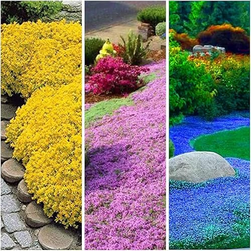 Timo misto tradizionale Foglie colorate Resistente Adatto per il giardino o il balcone Infonde freschezza con un aroma stratificato