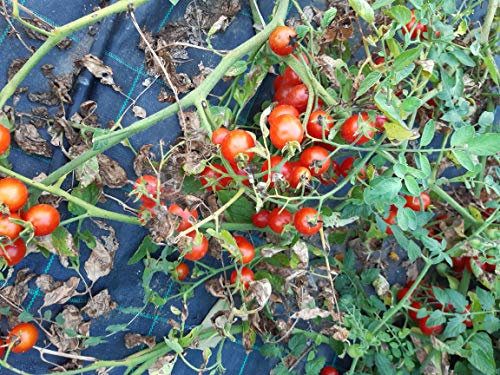 SEMI POMODORO CILIEGINO NANO-NOVITA'!!!!-