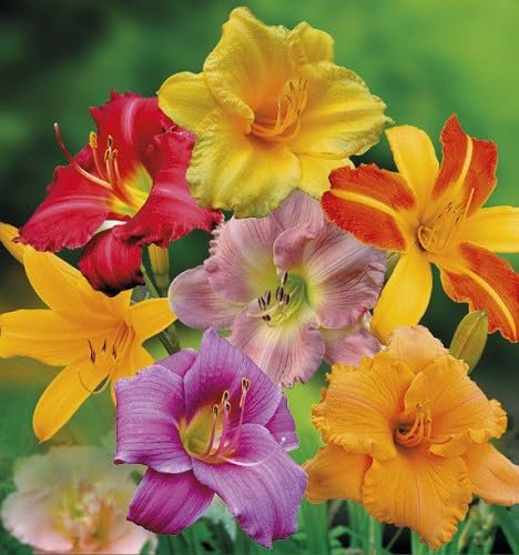 Nouveau frais 50pcs graines de fleurs d'hémérocalles mélangées