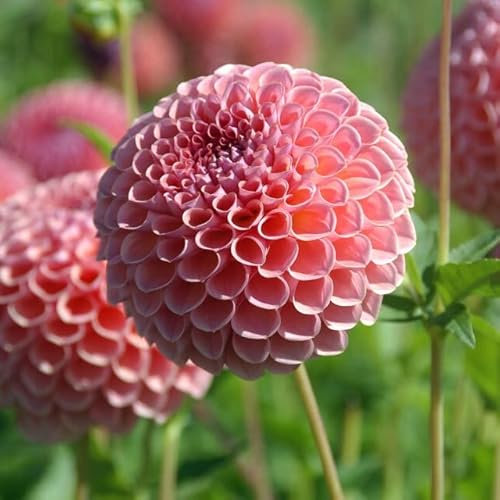 Dahlie Jowey Winnie | 1 Stück | Knolle | Schnittblume | Orange | Lachsfarben | 100% Blütegarantie | QFB Gardening