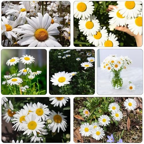 Margeritensamen - blumenwiese samen mehrjährig winterhart flower seeds Margeritensamen saatgut - Seltene Pflanzen - hochbeete für garten wiesenblumen samen blumen samen 800pcs