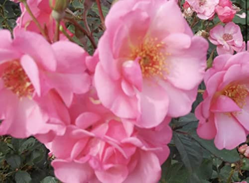 'Friend for Life' Rose - Beautiful Rich Pink Blooms - Potted Rose - Lovely Gift idea - 4 Litre Pot - Floribunda Rose