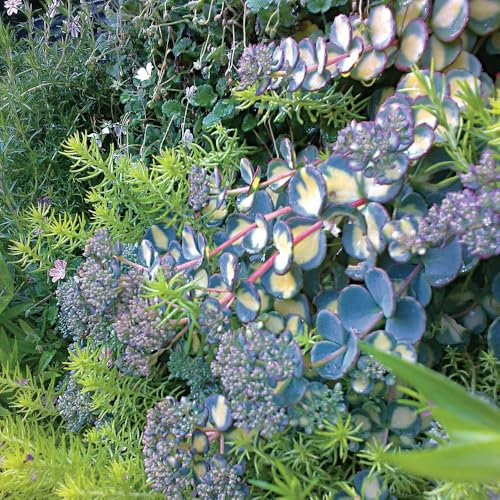 Sedum Sieboldii 'Mediovariegatum' – RHS Award-Winning Tricolour Ground Cover Sedum, Low-Maintenance Trailing Plant with Pink Star Flowers - 1x 8.5cm Potted Plant by Thompson & Morgan