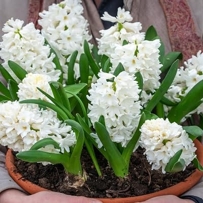 100 graines de fleurs de jacinthe fraîches