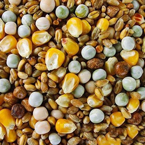 BusyBeaks Four Seasons Pigeon Corn | Premium Grade Natural Food Mix | Rich in Nutritious Oils Vitamins and Minerals | Perfect Year-Round Wild Bird Seed Feed | High in Protein Energy & Fibre (20kg)