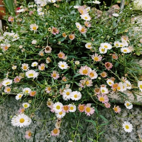 Semi di margherita spagnola perenne, decorazione da giardino per esterni Erigeron karvinskiano, seme da resistenti perenni da giardino roccioso 300pcs