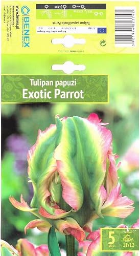 AGRONOM | TULIPES - EXOTIC PARROT - Bulbes de Fleurs | Plantes Vivaces de Jardin | Bulbes de Fleurs à Planter | Belles Fleurs Couleurs Vives | Couleur Vert-Rose | 5 Pièces à Bulbes