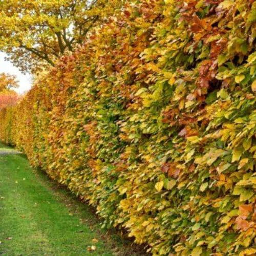 Rotbuchen 10st. 150-180cm Rotbuche Fagus sylvatica Wurzelware Heckenpflanzen Hecke Gartenhecke Sichtschutz