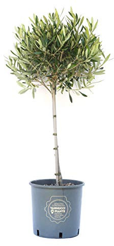 Vannucci Piante - Olea europaea Frangivento, Olivo, Pianta vera in vaso, Pianta da frutto, Mini alberetto