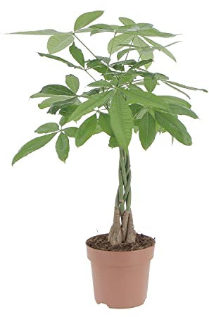 KENTIS - Pachira Acquatica - Pianta Portafortuna - Piante da Interni Vere - H 80-90 cm Vaso Ø 17 cm