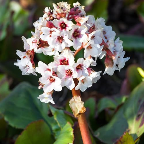 Semi resistenti di Bergenia - Decorazione per balcone e giardino Bergenie da interno selvatici 350pcs