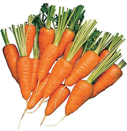 Burpee Short 'n Sweet Carrot Seeds 3000 seeds