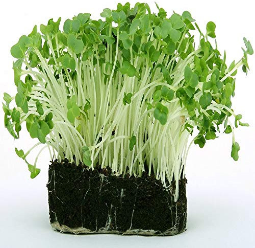 2g Certified Cress Foil sachets - Common Plain - 2g Seed Sachets by Pretty Wild Seeds Bulk School Pack (1,000 Sachets)
