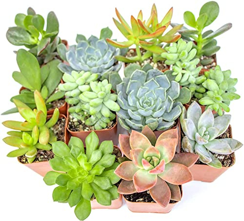 Pack 10 Preciosas Crasas Plantas Naturales en Colores Brillantes y Vivos