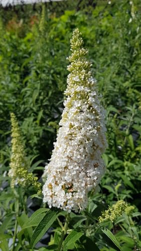 Buddleia davidii 'White perfection' / Arbre aux papillons à fleurs blanches/Conteneur de 3 à 4 litres