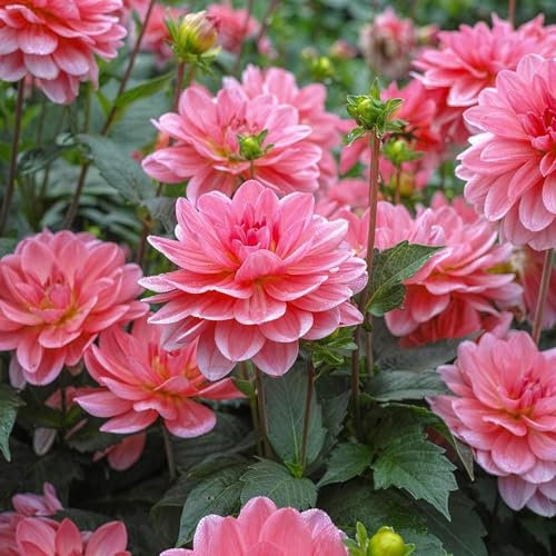 200Pcs Graines de Dahlia Non-OGM, Fleurs Roses, Haute Germination, Facile à Planter, Idéal pour Jardin, Balcon et Cadeau