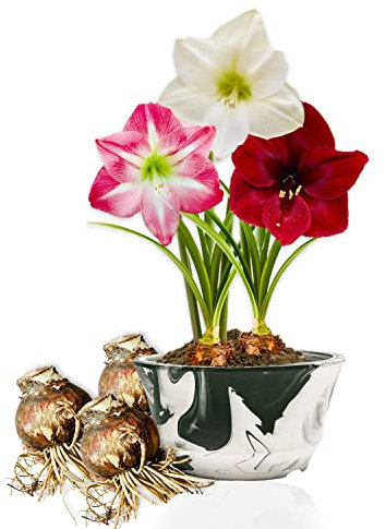 Amaryllis Bulbe Collection Budget - 3 pièces - Bulbes à fleurs grand format 26/28 - Naturelle plantes de Hollande - Hippeastrum (pas de graines, sans cire, non artificielle)
