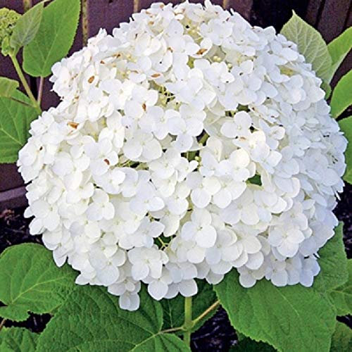 Hydrangea 'Incrediball' - Strong- Hortensia de Virginie 'Incrediball'® 40-50 cm en conteneur