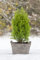 Chamaecyparis lawsoniana 'Ellwood's Gold' 20-30 cm - Gelbe Scheinzypresse, immergrün, ideal für Kübel und Rabatten, pflegeleicht, winterhart