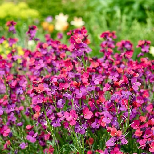 Carbeth Plants - Erysimum Red Jep WallFlower Plant in 13cm Pot - Compact Evergreen Outdoor Perennial - Garden Ready Pollinator Friendly Shrub - Ideal for Beds, Borders and Patio Pots