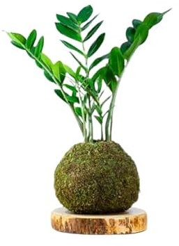 Kokedama Zamioculcas Zamiifolia Planta de Salón - DECOALIVE - Elaboración Artesanal - Árbol con Musgo