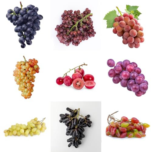 piante d'uva semi resistenti, piante d'uva - letto rialzato, frutto colonnare resistente comprare viti pianta, frutti esotici alberi da frutto colonnari, semi di giardino Piante 120pcs