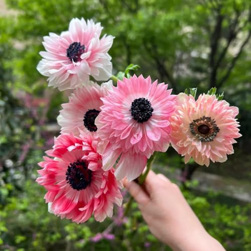 semillas de anémona semillas de silvestres jardín interior cortadas con silvestres decorativas perennes resistentes para pleno sol 350pcs