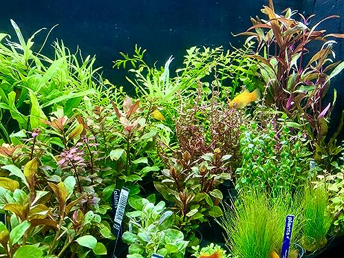Daxton-Plant - 10 Bund Wasserpflanzen Mix - Aquarim - Pflanzen - gegen Algen - 10 Bund Pflanzen