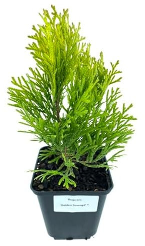 Thuja Árbol Paisajístico Natural y Resistente - Thuya de Canadá